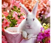 pic for cute rabbit 